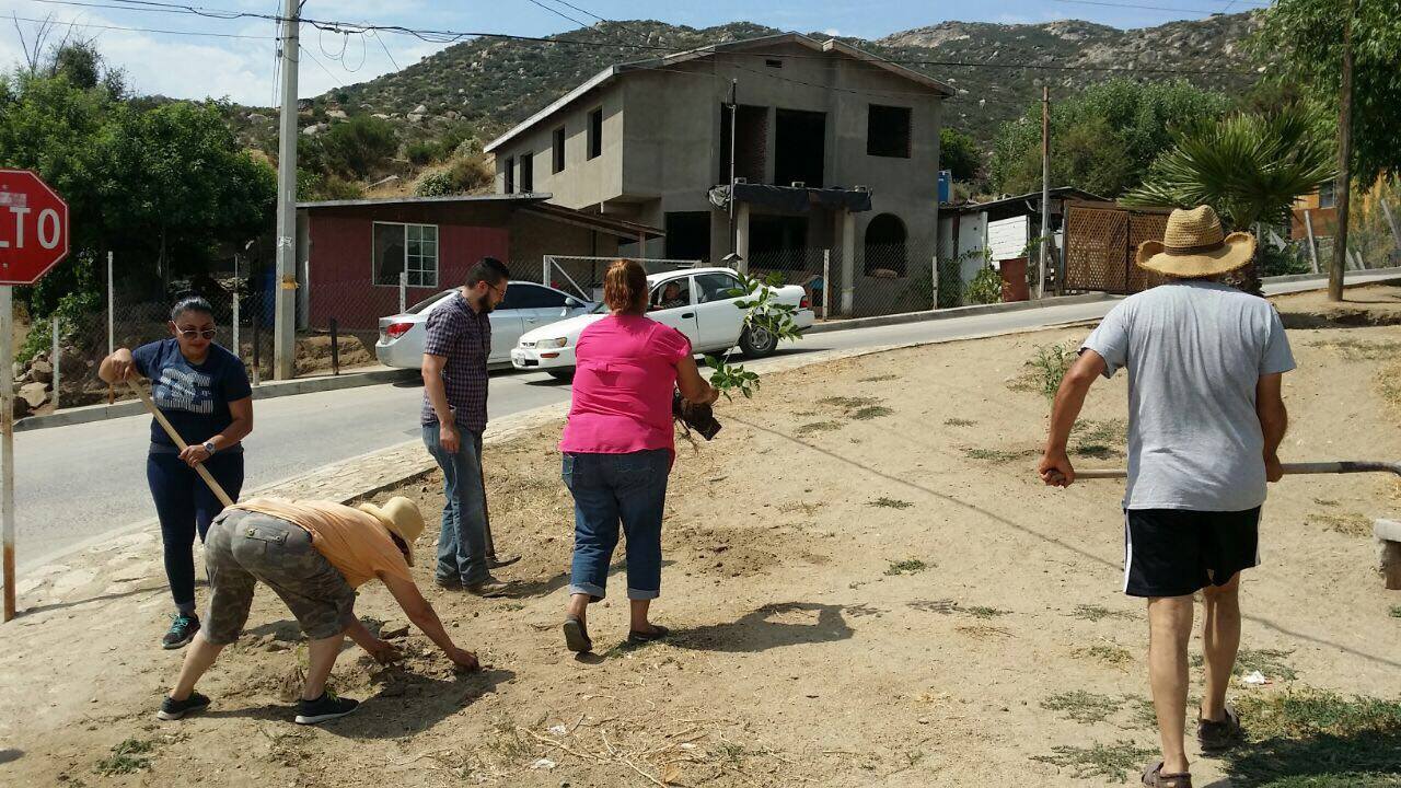 Benja Gómez reforesta área de  colonia Colosio