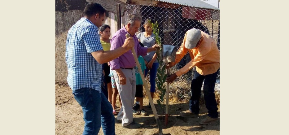 Gobierno Municipal de Tecate realizó brigadas de reforestación