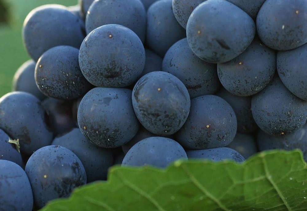 BUSCA SECRETARÍA DEL CAMPO COLOCAR A BAJA CALIFORNIA, COMO EL PRIMER PRODUCTOR DE VINOS EN MÉXICO