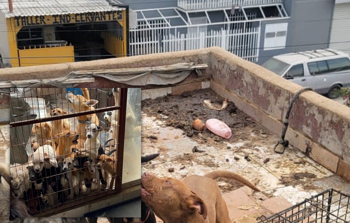 Rescatan a perros de “animalistas” que los tenían en peores condiciones