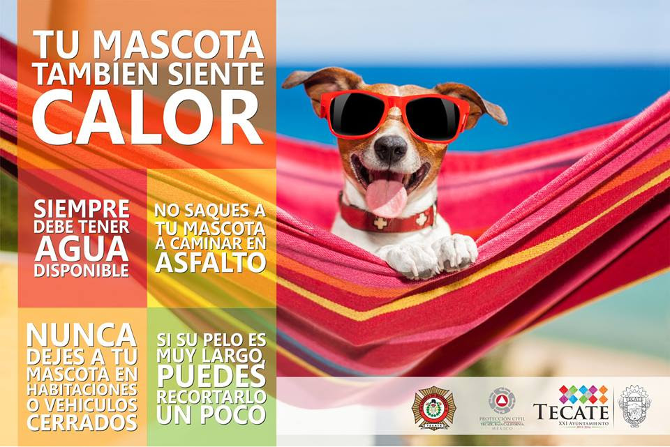 Las mascotas también sienten calor, sigue estas recomendaciones