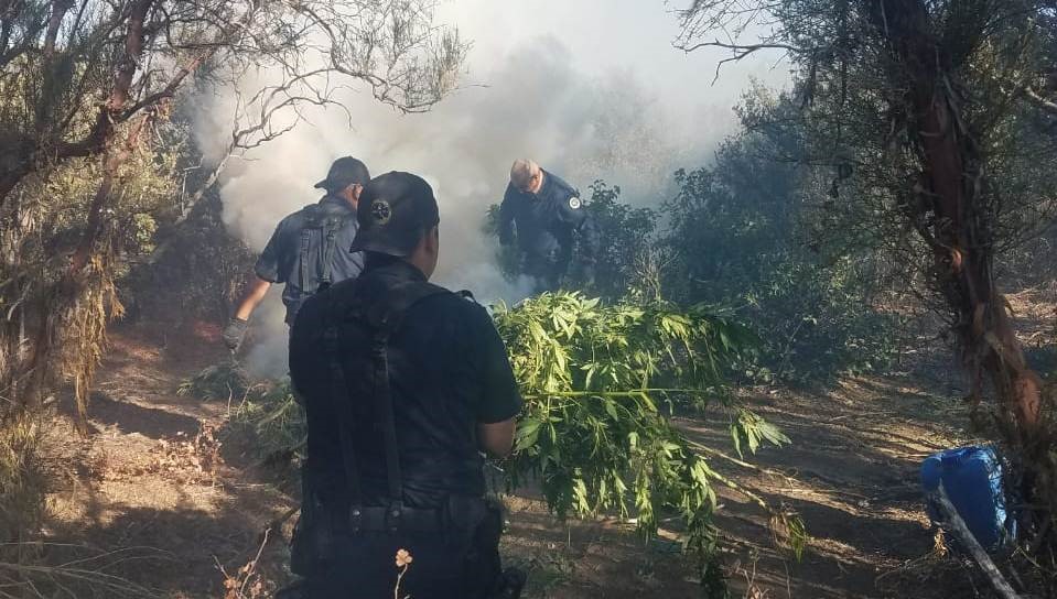 Helicóptero de la PEP ubica tres plantíos de marihuana en Tecate