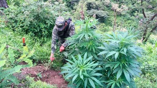 DESAPRUEBA GOBERNADOR JAIME BONILLA VALDEZ EL USO LÚDICO DE LA MARIHUANA