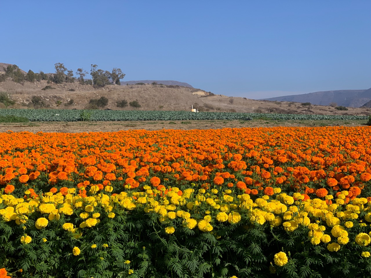 Cempasúchil, la flor mexicana que se convirtió en mexico-americana en Baja California