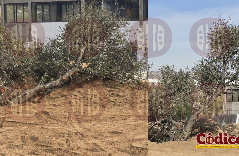 Empresa de nueva creación tala encino y trata de enterrarlo para cubrir el daño