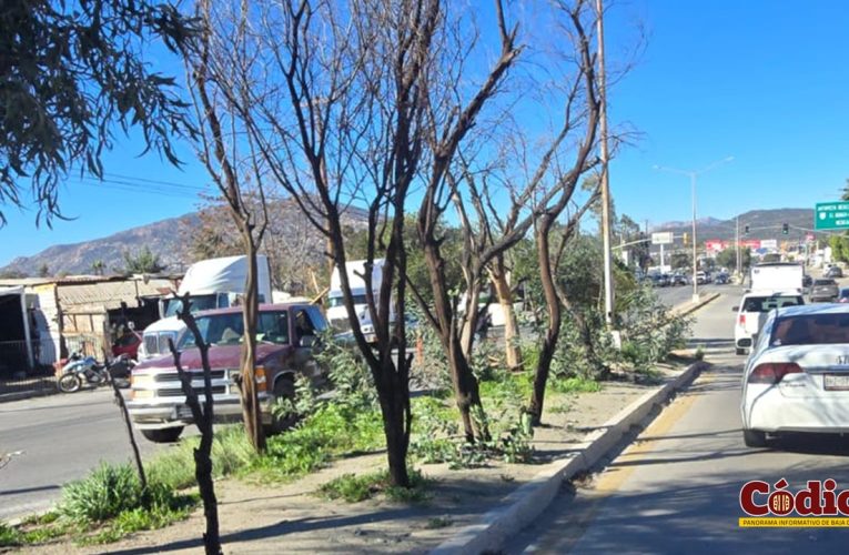 Advierten por vientos y tolvaneras en Baja California